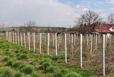 Teren de 5800 mp, în Mădârjești - 7