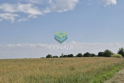 Teren - dezvoltare rezidentiala - Tunari 10.000 mp Teren - dezvoltare rezidentiala - Tunari 10.000 mp - 4