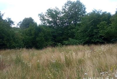 Teren de 5000 mp, în Vicovu de Sus - 8