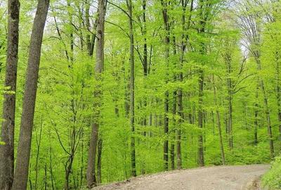 Spațiu comercial, în Siriu - 1