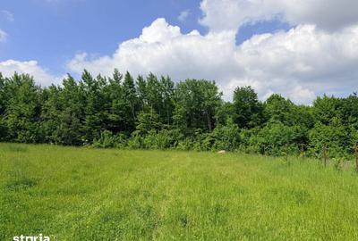 Teren de 2500 mp, în Dărmănești