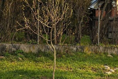 Spațiu comercial, în Nămăești - 18