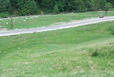 Raul Mare Retezat, spre statiunea de schi Rausor, Judetul Hunedoara - 4