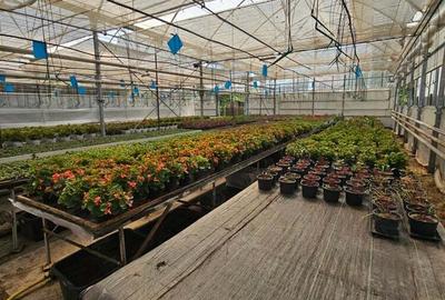 Inchiriez sera, solariu pentru productie flori sau legume - 7