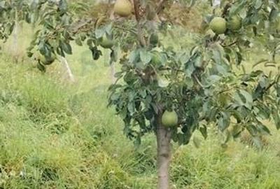 Casă individuală cu 8 camere cu Teren 4906 Mp în Central - 16