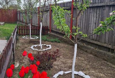 Casă cu 4 camere cu Teren 1049 Mp în Corbu (Glodeanu-Siliștea) - 3