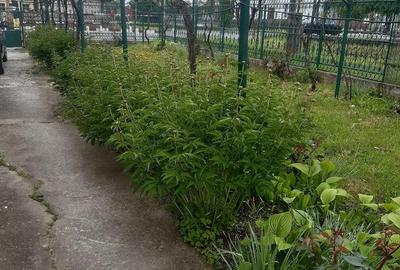 Casă cu Teren 1471 Mp în Central - 6