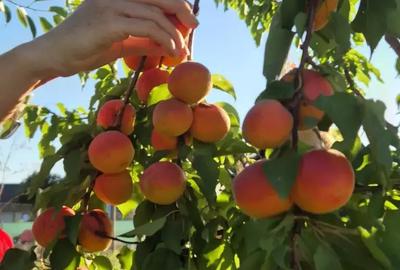 Teren de 1000 mp, în Oituz - 9