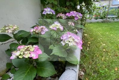 Casă cu 4 camere cu Teren 233 Mp în Tunari - 10