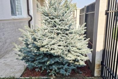 Casă cu 4 camere cu Teren 250 Mp în Corbeanca - 2