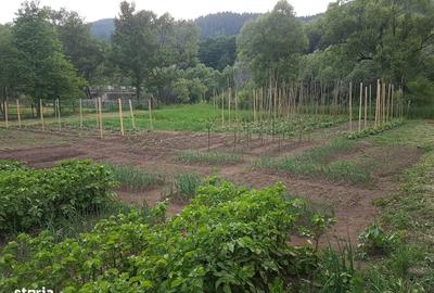 Teren de 1400 mp, în Lunca - 5