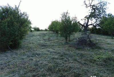Teren de 1765 mp, în Podgoria