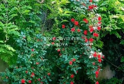 Vanzare Vila Baneasa - Willbrook - cu Deschidere la Padure ! Vanzare Vila Baneasa - Willbrook - cu Deschidere la Padure ! - 9