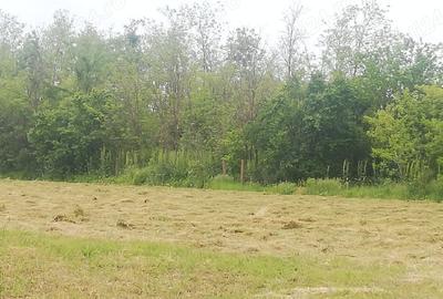 Casă cu 1 camere cu Teren 2500 Mp în Radu Vodă - 2