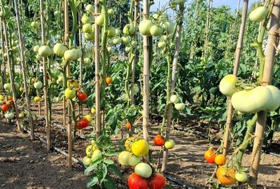 Gradina urbana pentru recreere - Baneasa - 8