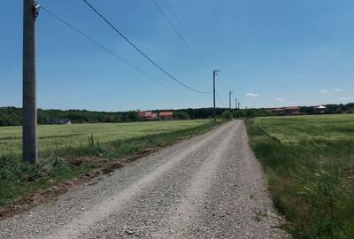 Teren intravilan inconjurat de padure - Ciofliceni, Snagov - 7