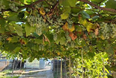 Casă cu 4 camere în Parava - 4