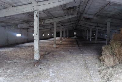 Hale industriale, 7000 mp, Pielesti - 3