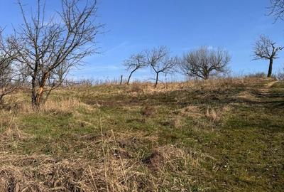 Teren de 6707 mp, în Cetariu - 3