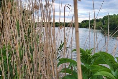 Reședință de colecție pe malul lacului/ Arhitectură neoromânească 2051 mp, teren - 3