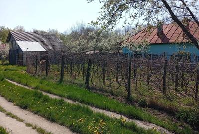 Casă cu 3 camere în Crucișoara - 4