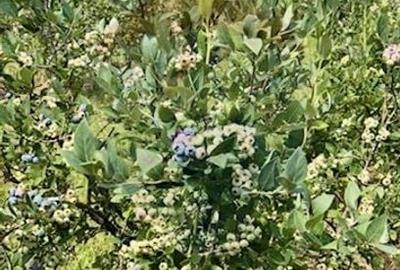 Teren 6,900mp Breb / Strada PRINCIPALA - 7