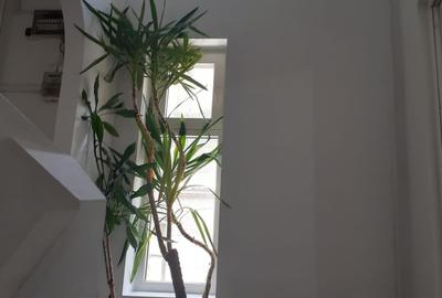 Casă individuală cu 8 camere cu Canalizare în Decebal - 2