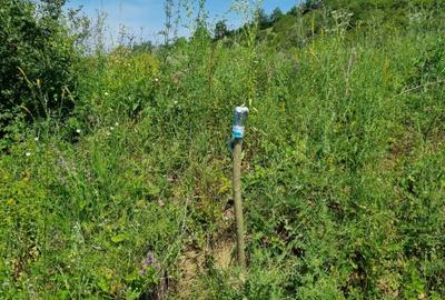 REPREZENATRE EXCLUSIVĂ! Teren intravilan constructii, zona superba, Livezeni. - 9