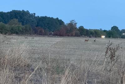 Vanzare teren, zona Domnesti, Ilfov - 3