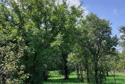 Casă cu 3 camere cu Teren 110 Mp în Bistra Mureșului - 10