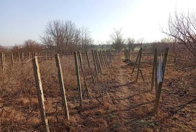 Spațiu comercial, în Central - 4