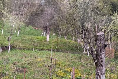 Vand casa la Nadrag zona linistita foarte aproape de centru - 11