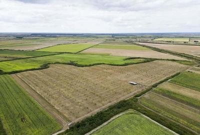 Livada BIO de nuci de vanzare langa Cermei - 6