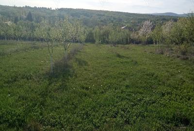 Teren de 7700 mp, în Dumbrăveni - 6