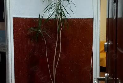 PARTICULAR Apartament 3 camere de vanzare, Titan - Auchan, zona lini?tita - 3