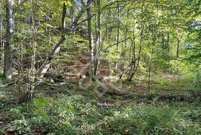 Teren de 2482 mp, în Bratca - 6