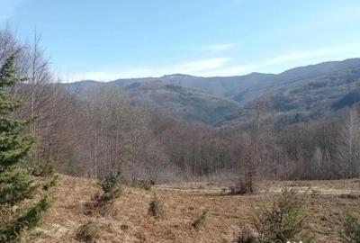 Teren de 10000 mp, în Luncșoara - 5