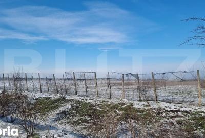 Teren de 50000 mp, în Ciorani - 5