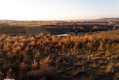 Spațiu comercial, în Paleu - 6