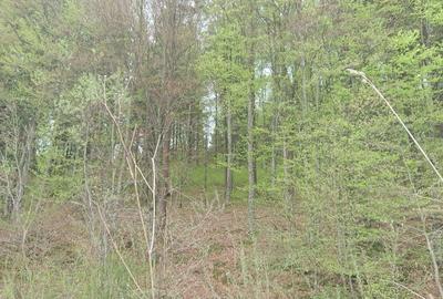 Spațiu comercial, în Sânpetru - 6