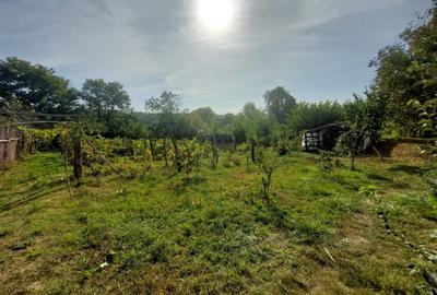 PROPRIETATE SUPERBA IN BIBIRESTI - 7