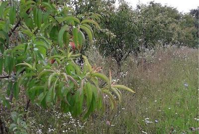 Teren de 1000 mp, în Berchez - 7