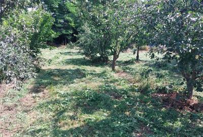 Teren de 1500 mp, în Frumușani