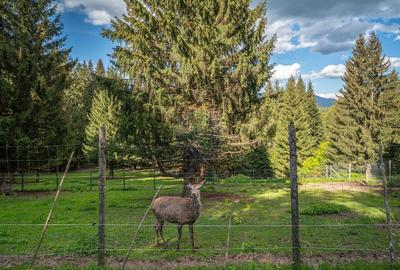 Teren intravilan cu potential turistic si de agrement, zona Trei Brazi - 12