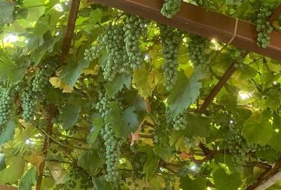 Spațiu comercial, în Vânători - 10