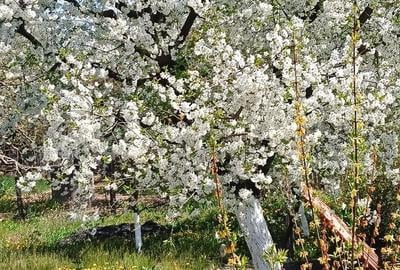 Casă cu 3 camere cu Teren 2800 Mp în Boțești - 8