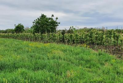 Teren Construcții intravilan de 2300 mp, în Sărulești - 12