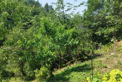 Casă cu 2 camere cu Teren 7500 Mp în Valea Roșie - 1