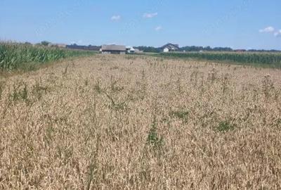 Teren intravilan, 10000mp, zona Maneuti, Radauti - 6