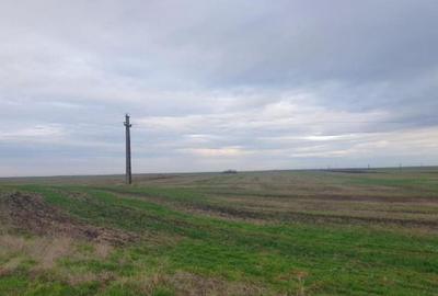 -teren extravilan, com. Satchinez, jud. Timis - 1